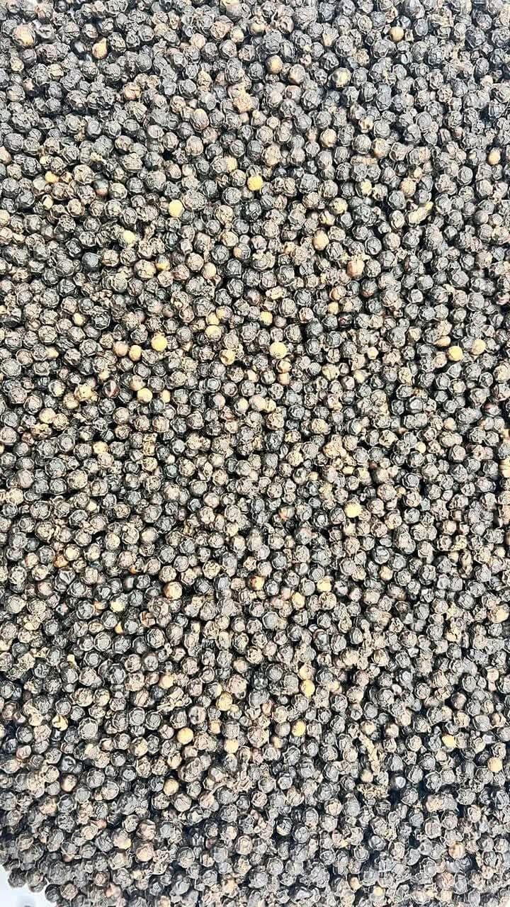 Peppercorn close-up — sorted & dried