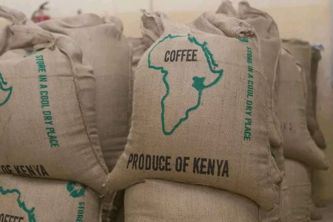 Arabica Coffee